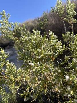 Imagem de Baccharis tricuneata (L. fil.) Pers.