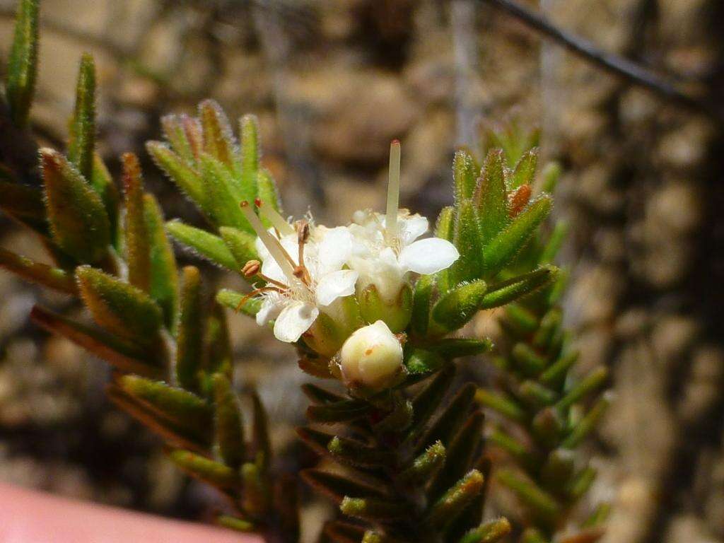 Image of Macrostylis ramulosa I. Williams