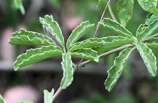 Image of Cyphostemma puberulum (C. A. Smith) Wild & R. B. Drumm.