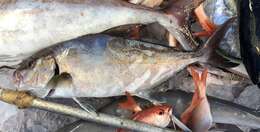 Image of Almaco Amberjack