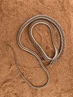 Imagem de Psammophis biseriatus Peters 1881