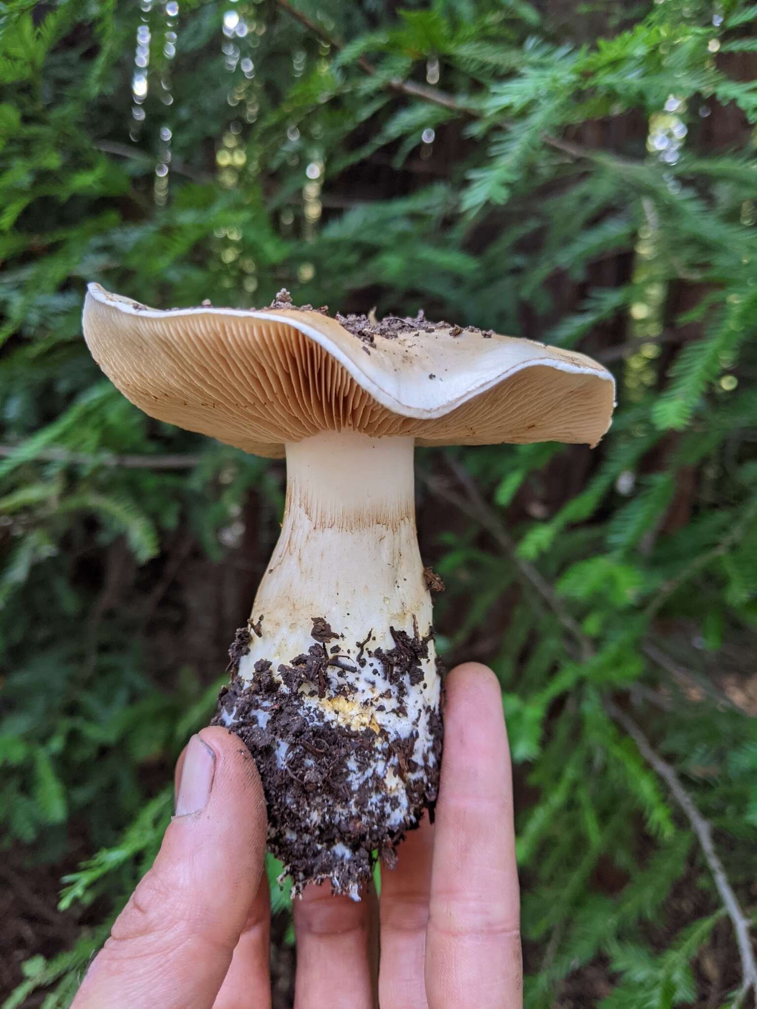 Image of Cortinarius albofragrans Ammirati & M. M. Moser 1997