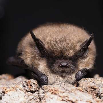 Image of whiskered bat, european whiskered bat