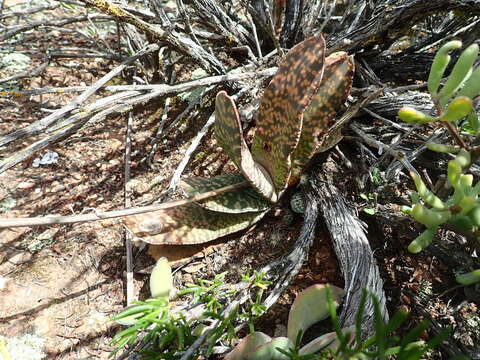 Image of Gasteria disticha var. disticha