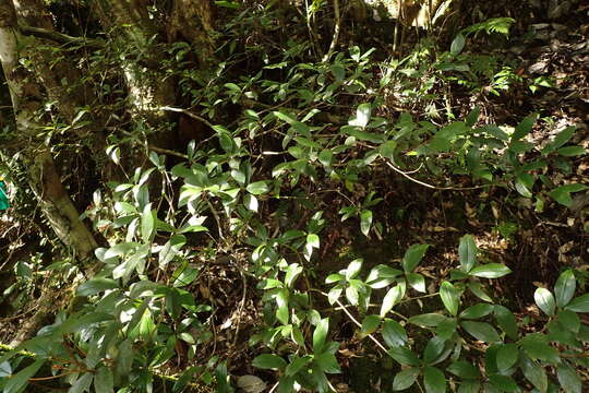 Image of Rhododendron tashiroi Maxim.