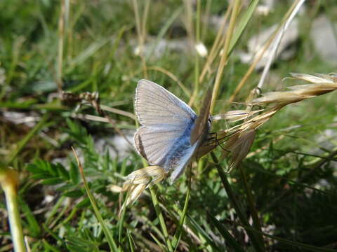 Image of Polyommatus damon