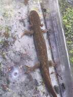 Image of Cope's Giant Salamander