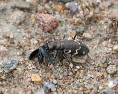 Image of Heath tiger beetle