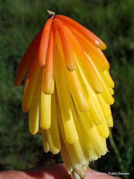 Image de Kniphofia porphyrantha Baker