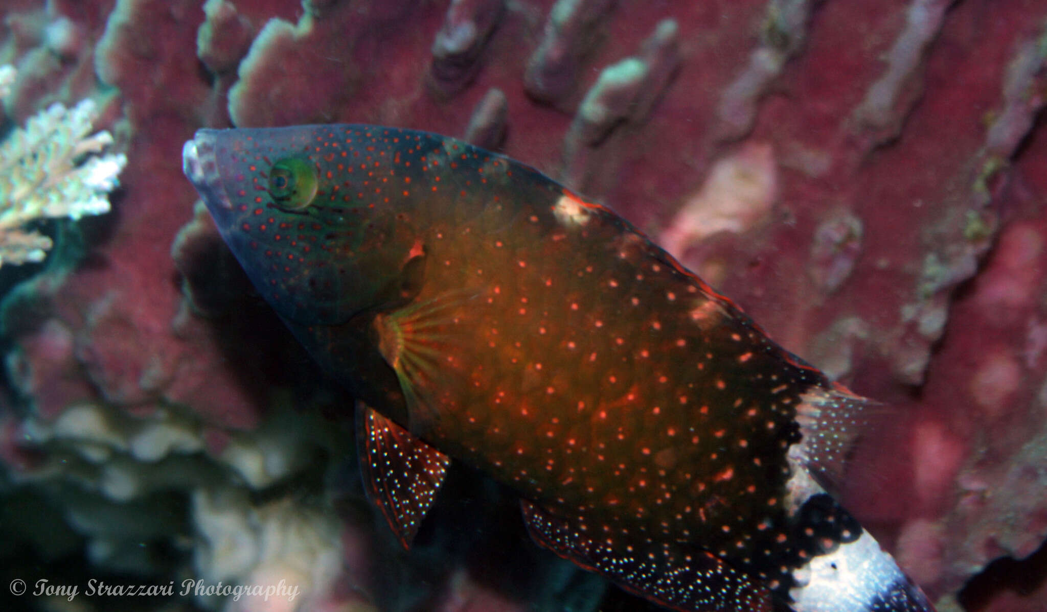 Image of Floral wrasse