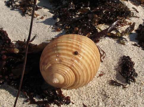 Image of Tonna variegata (Lamarck 1822)