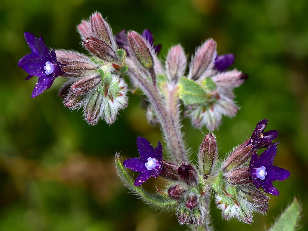 Anchusa hybrida Ten.的圖片