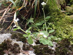 Imagem de Myosotis lytteltonensis (Laing & A. Wall) de Lange