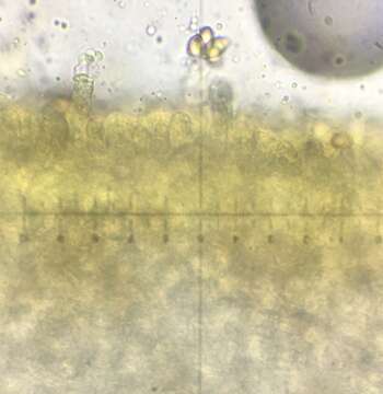 Hebeloma cavipes Huijsman 1961 resmi