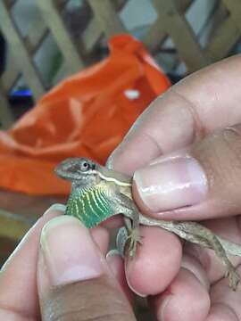 Image of Grass Anole