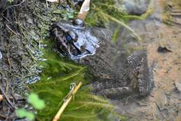 Image of Labyrinth Frog