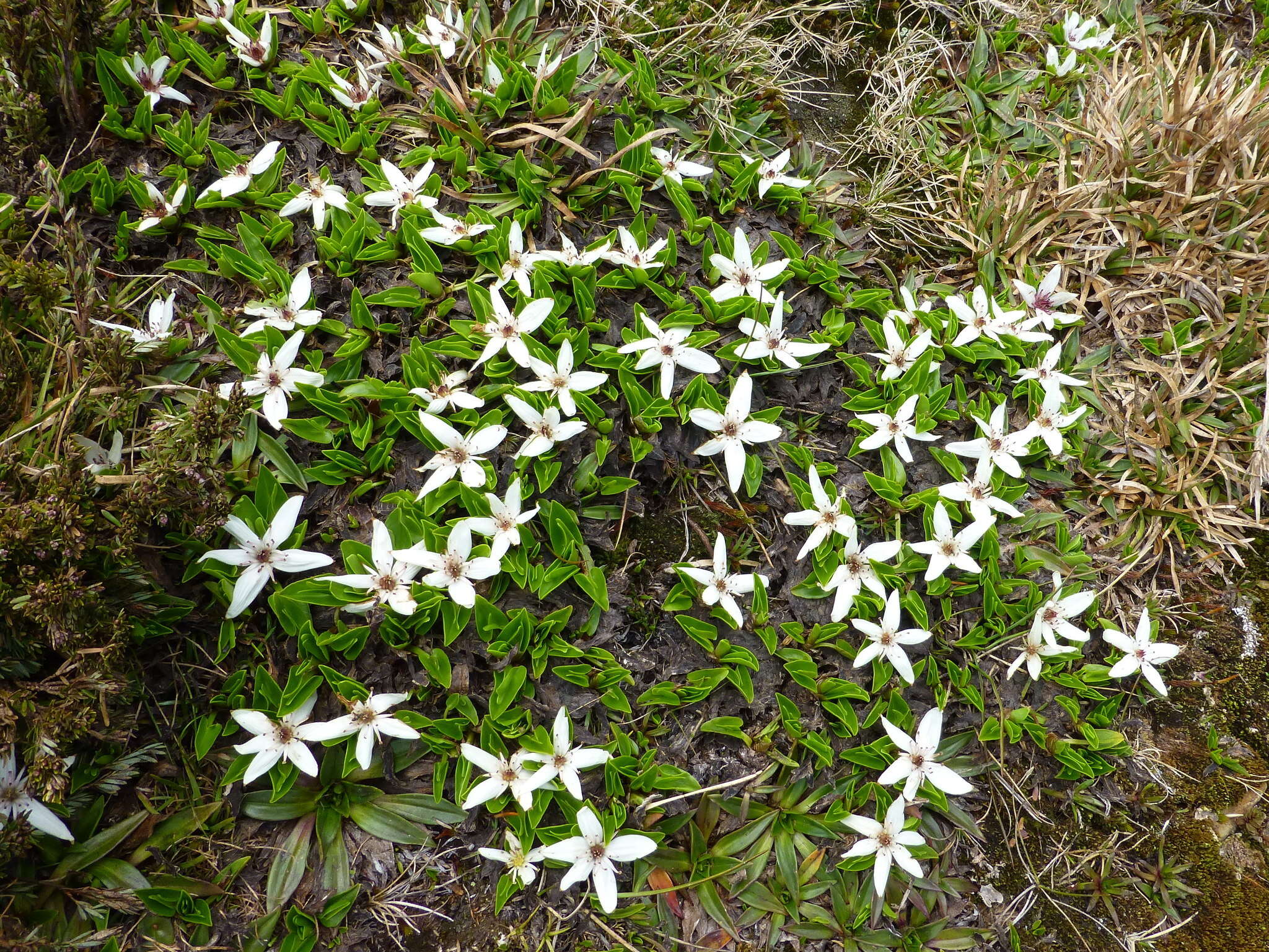 Image de Caltha introloba F. Müll.