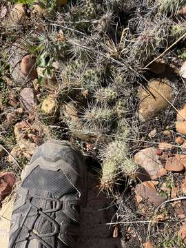 Opuntia × debreczyi resmi