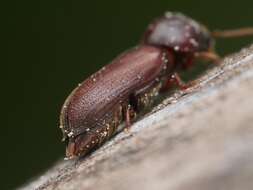 Image of Fan-bearing wood-borer