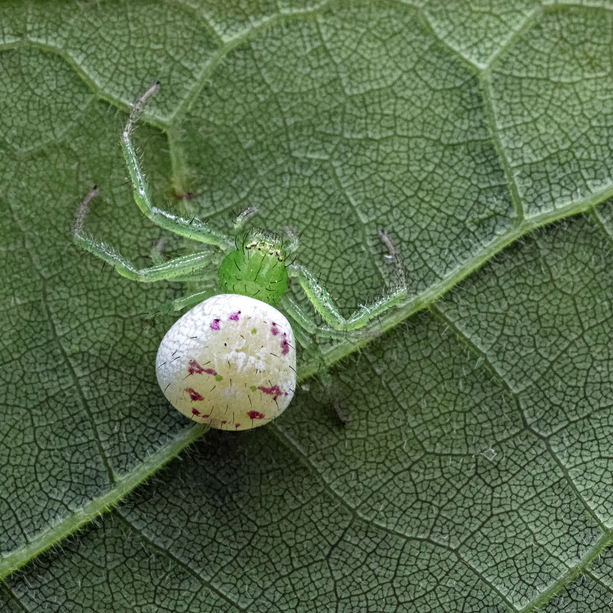 Image of Synema viridans (Banks 1896)