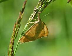 Polypogon tentacularia Linnaeus 1758的圖片