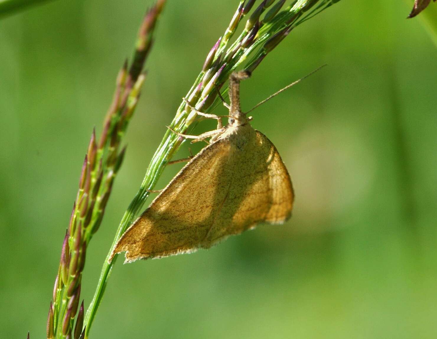 Imagem de Polypogon tentacularia Linnaeus 1758