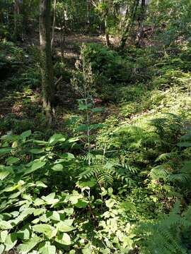 Image of macleaya