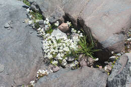 Image of Siberian Saxifrage