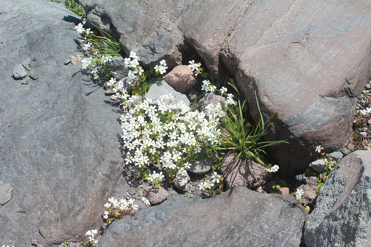 Imagem de Saxifraga sibirica L.