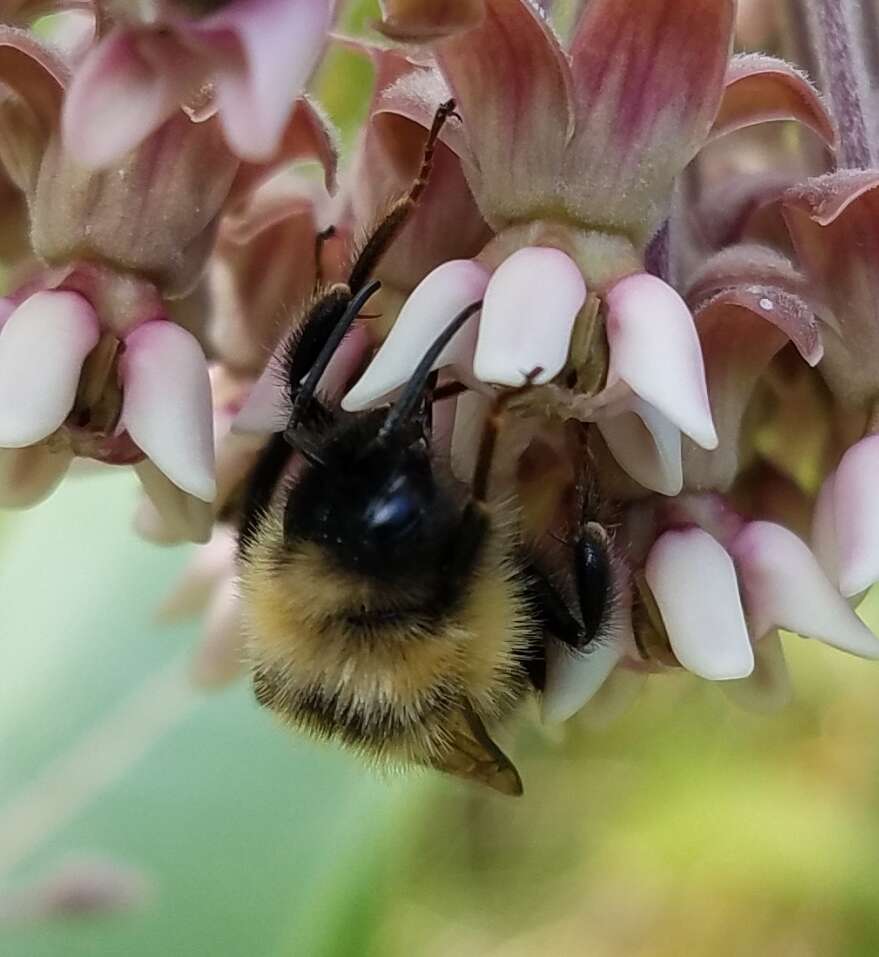 Imagem de Bombus flavidus Eversmann 1852