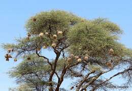 Image of Black-capped Social Weaver