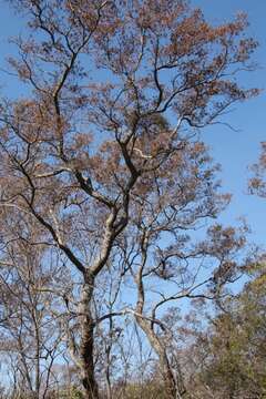 Image de Combretum erythrophyllum (Burch.) Sond.