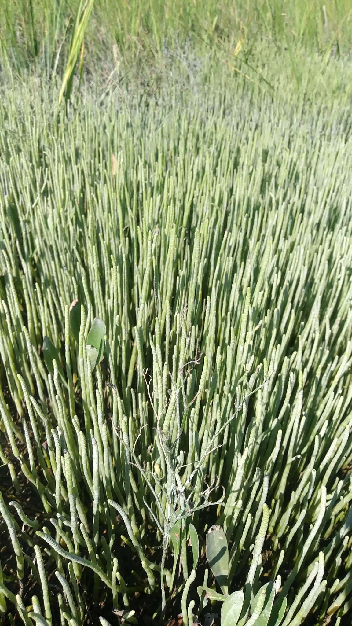 Image of Perennial Glasswort