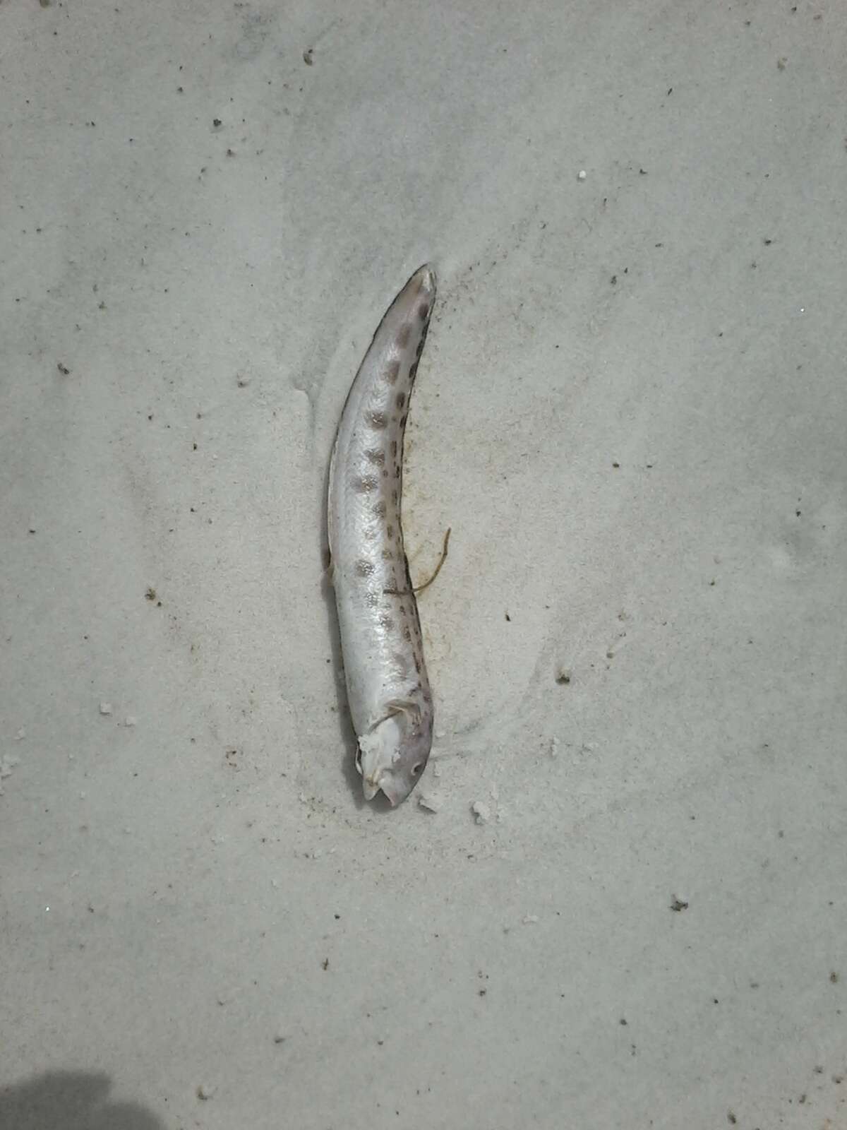 Image of Blotched cusk-eel