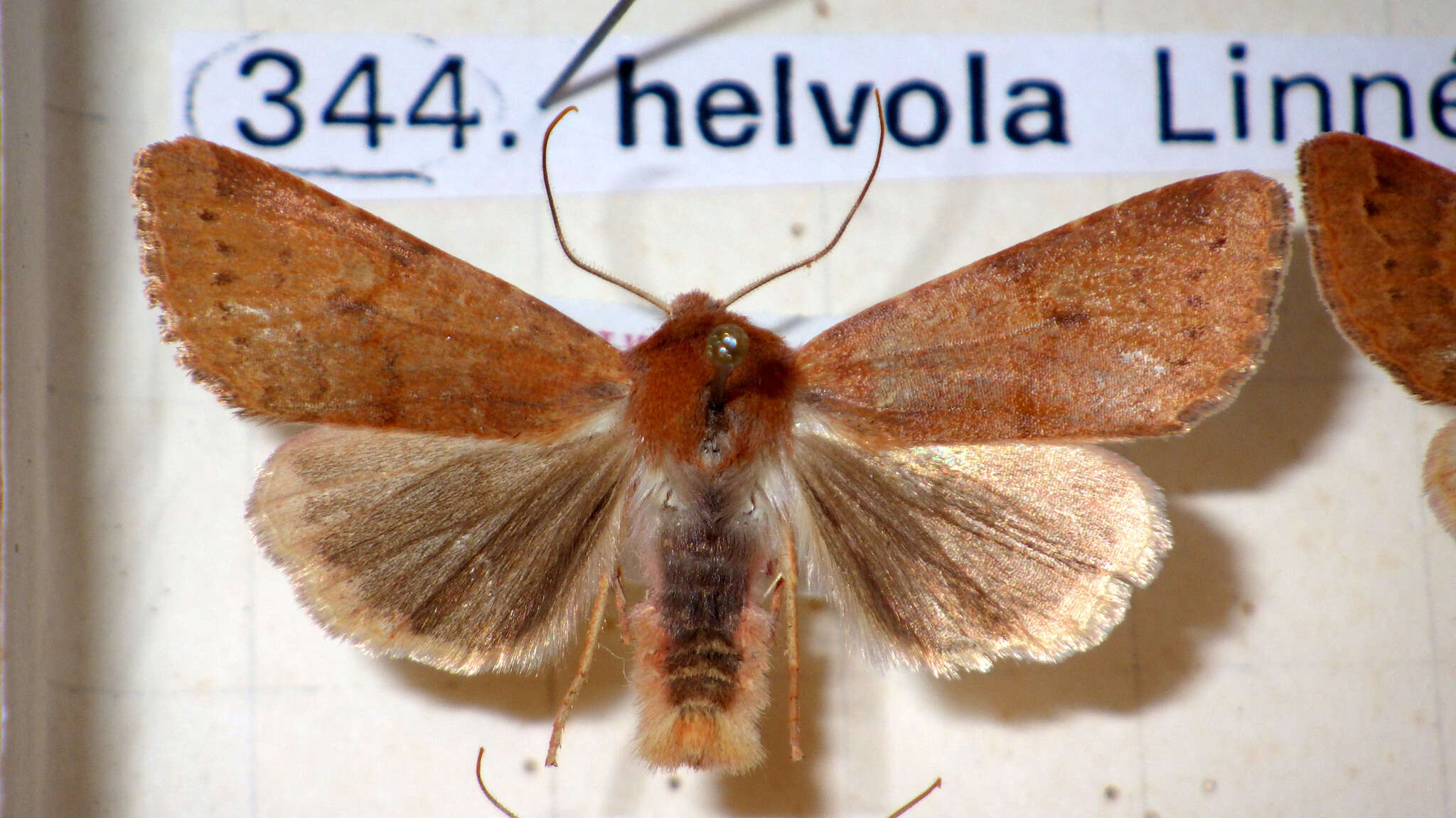 Agrochola helvola Linnaeus 1758的圖片