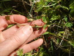 Image of Carolina clover