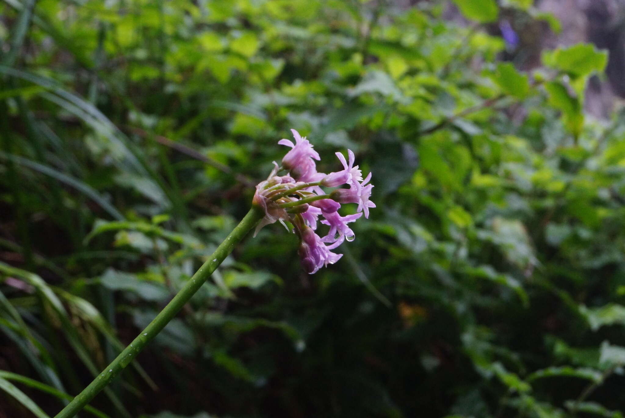 Image of Pink Agapanthus