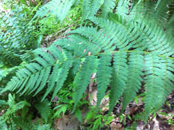 Image of marginal woodfern