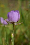 Calochortus longibarbatus var. peckii Ownbey resmi