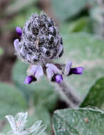 Image of subterranean Indian breadroot