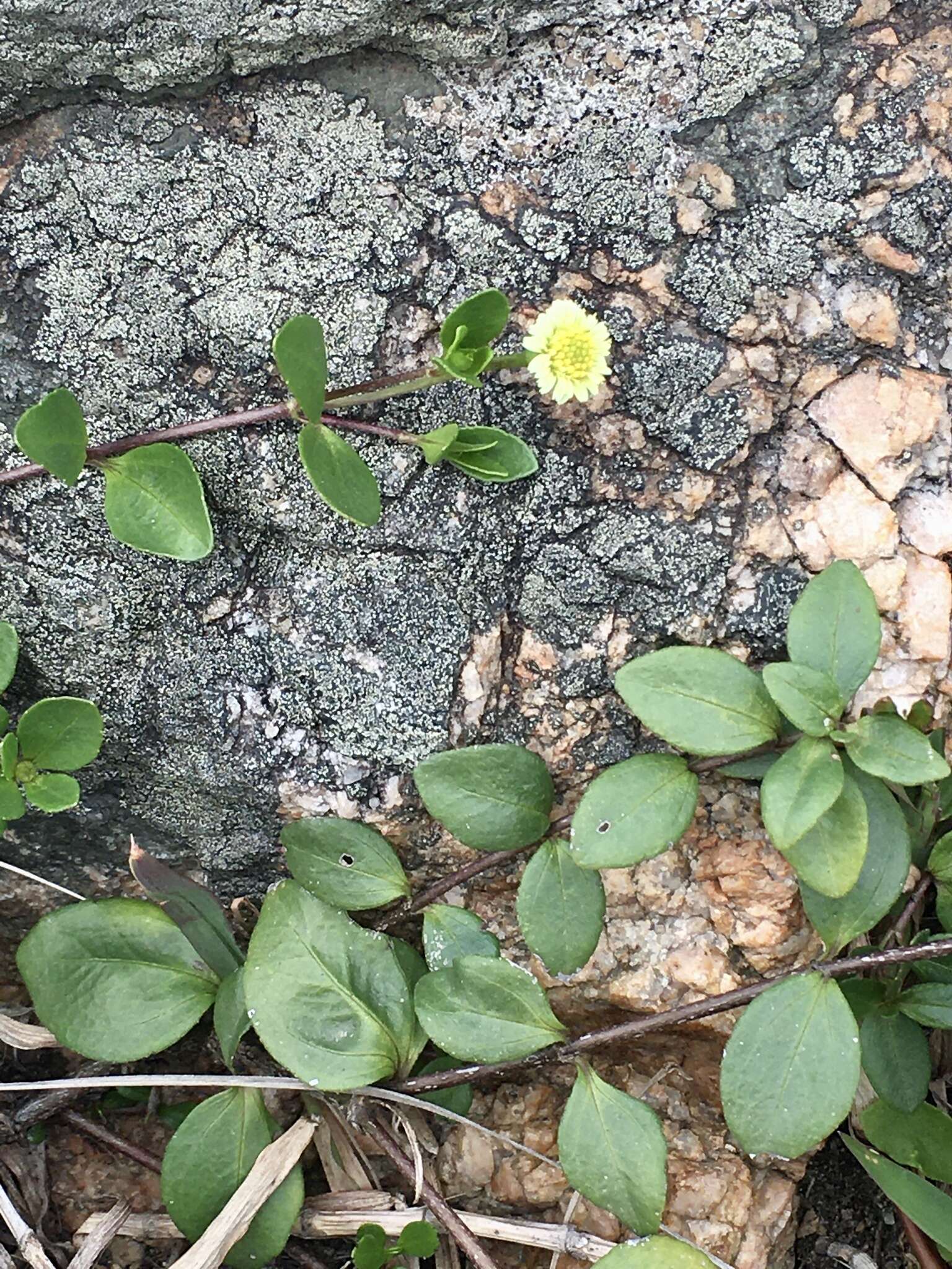 Image of Eclipta elliptica DC.