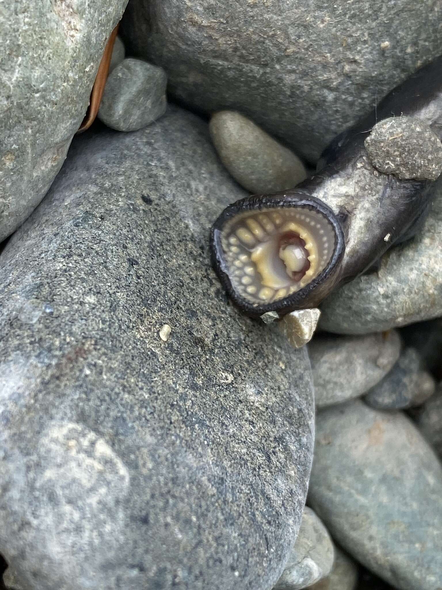 Image of Lake Lamprey