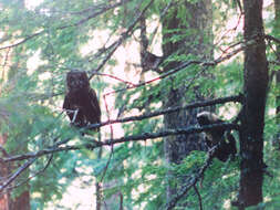 Image of Northern Spotted Owl