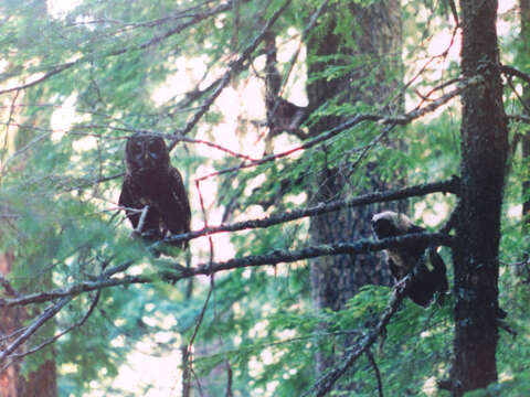 Image of Northern Spotted Owl