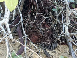 Imagem de Arctostaphylos glandulosa subsp. mollis (J. E. Adams) P. V. Wells