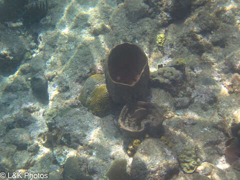 Image of bell sponge