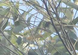 Image of Rough-legged Tyrannulet