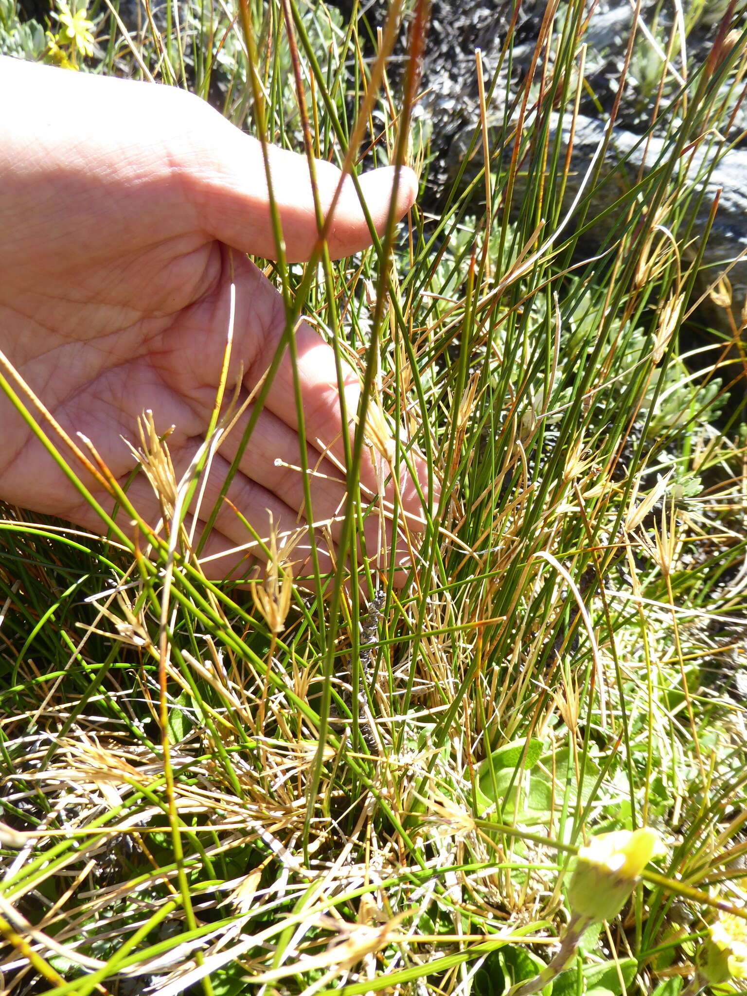 Слика од Marsippospermum gracile (Hook. fil.) Buch.