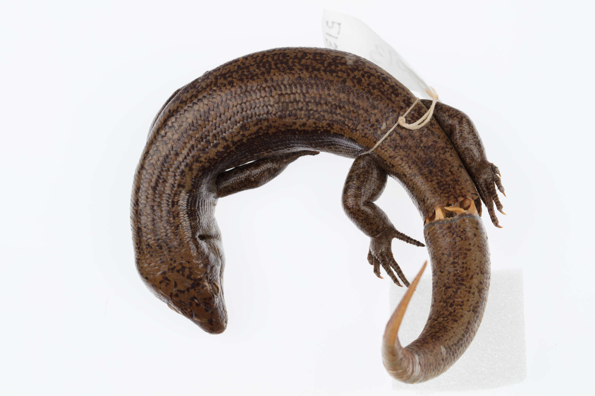 Image of Falla's Skink