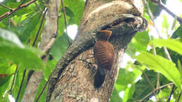 Image of Waved Woodpecker